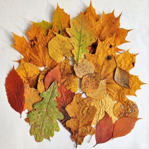 DIY craft kit for adults, papermaking kit with dried fall leaves, gift idea image 3