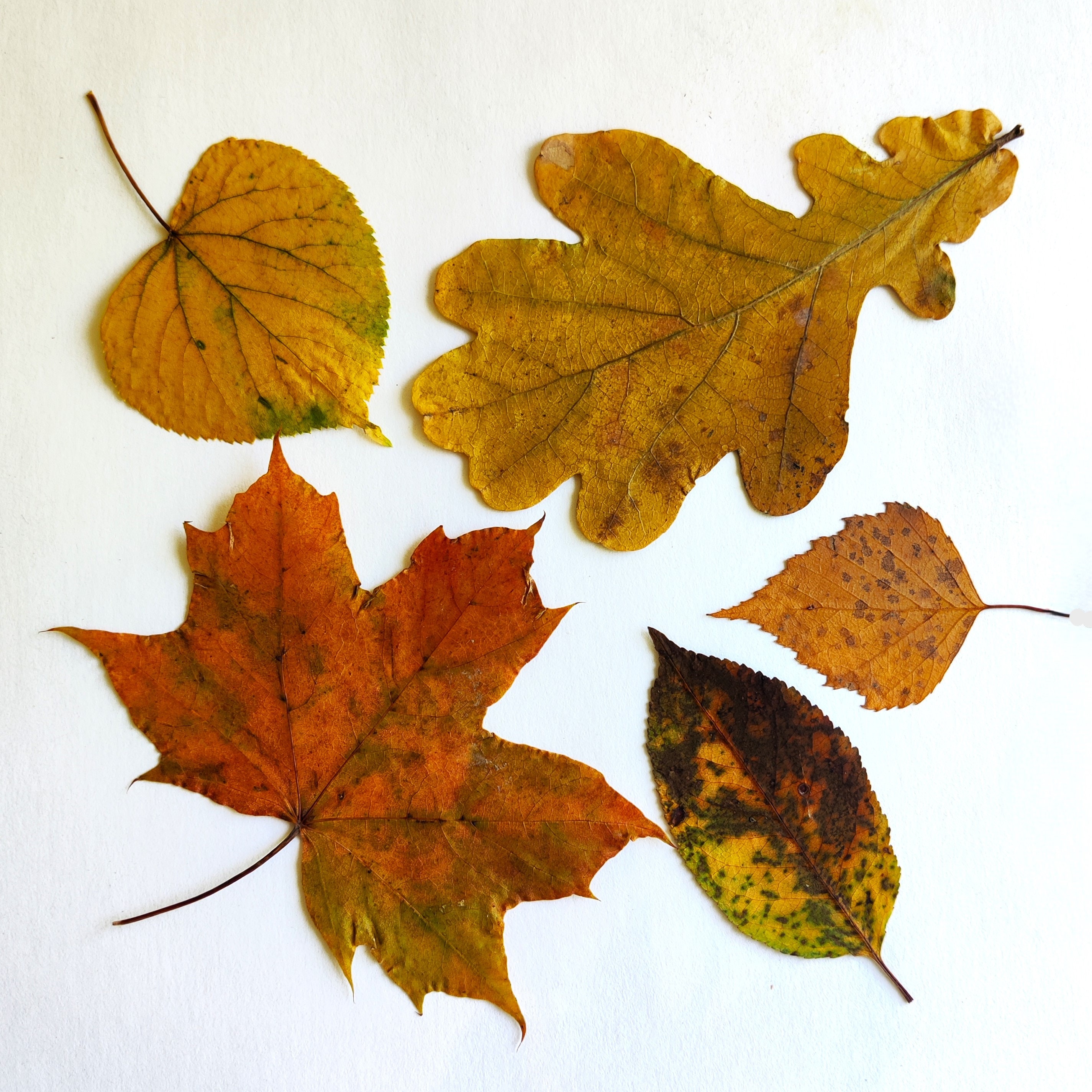 Autumn Leaves Set of 25 Dried Pressed Leaf Fall Natural Decorations - Etsy