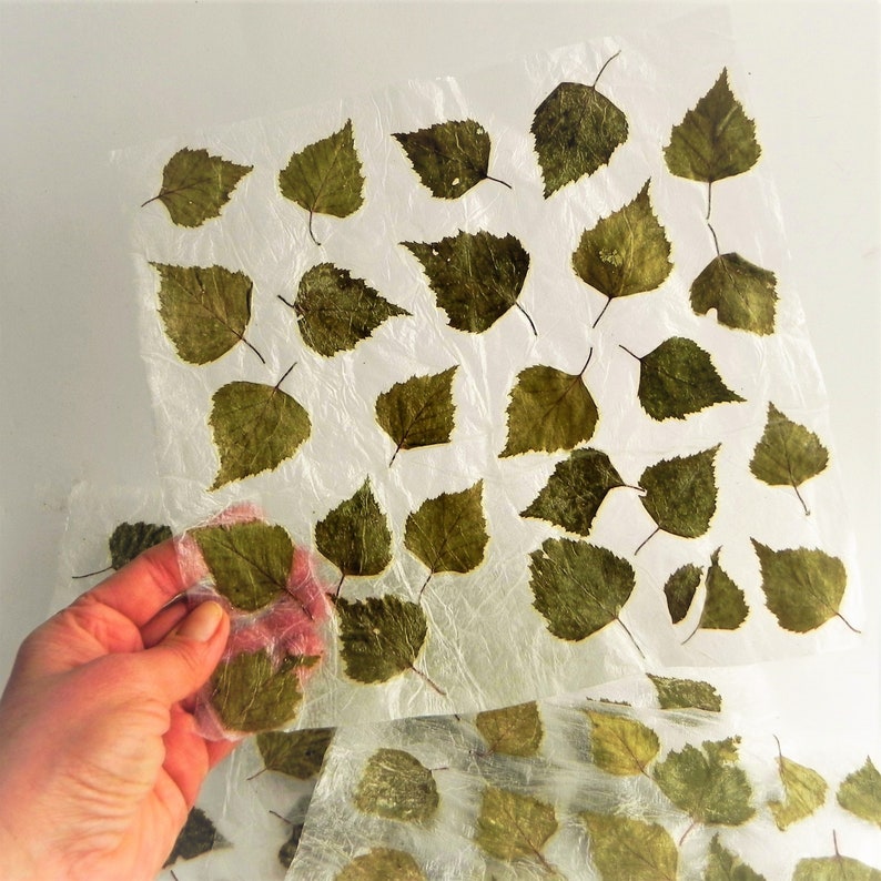 How to make your own paper with real plants, arts and crafts diy kit image 3