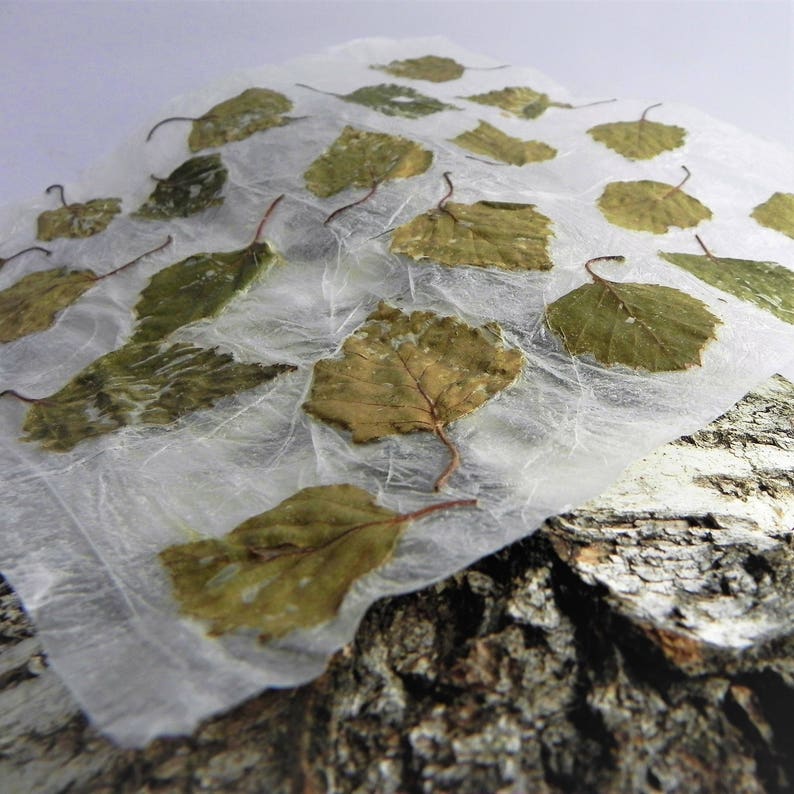 Handmade Birch Leaf Paper Sheet: Spring Green DIY Gift Wrap - Etsy