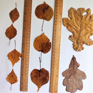 25 Dried Fall Leaves Pressed Brown Natural Decor - Etsy