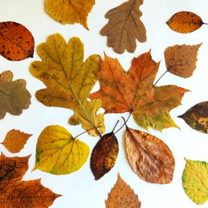 May include: A collection of dried leaves in various shades of brown, yellow, and orange. The leaves are arranged on a white background.