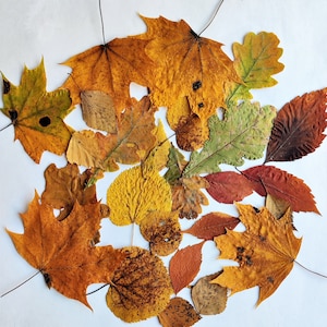 Verschiedene Herbstblätter, getrocknetes gepresstes Blatt für das Herbsthandwerk, Dekorationen und Hochzeiten im Herbst