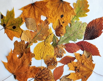 Assorted fall leaves 25 counts, dried pressed leaf for autumn craft, decorations, fall wedding decor