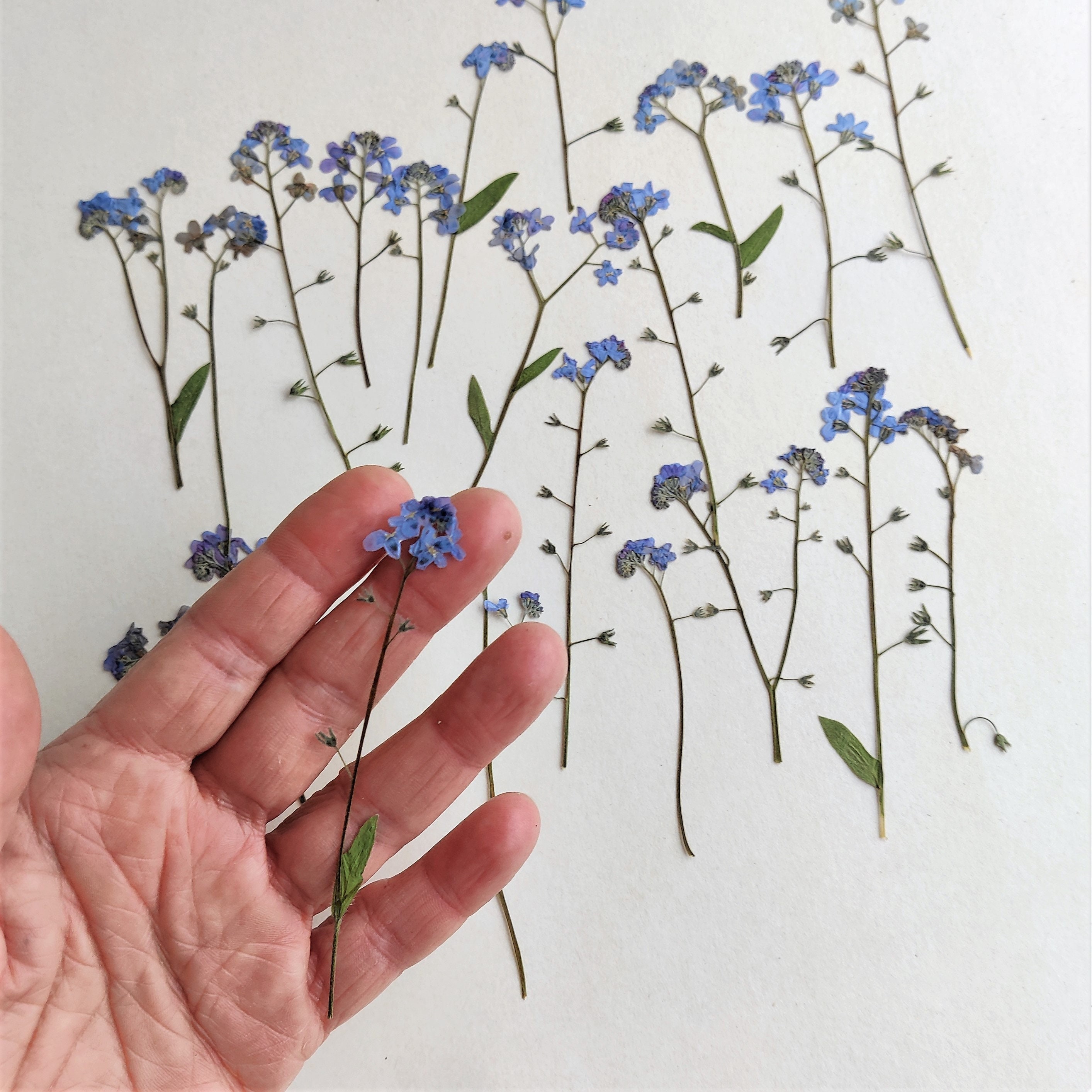 Volumetric Dried Blue Flowers 10 Pcs. Muscari Armeniacum 