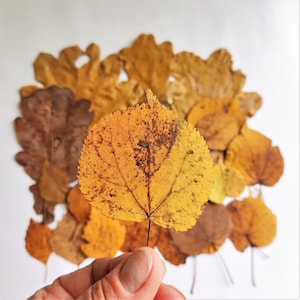 25 Dried Fall Leaves Pressed Brown Natural Decor - Etsy