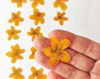 Yellow Dried Pressed Flowers 20psc Real Spring Botanicals  Marsh Marigold Kingcup