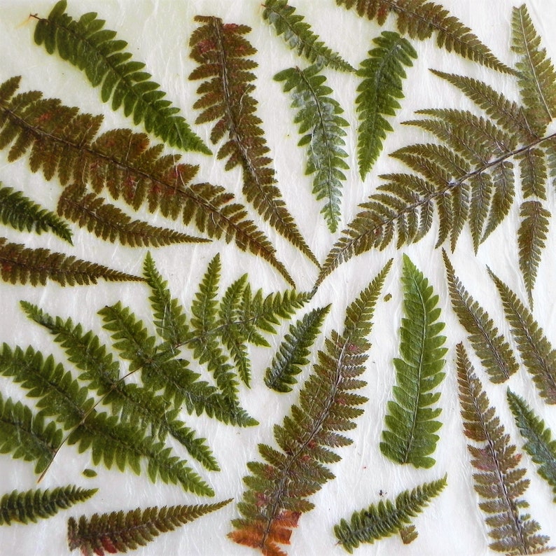 Handmade paper with real fern. Pressed fern decorative paper.