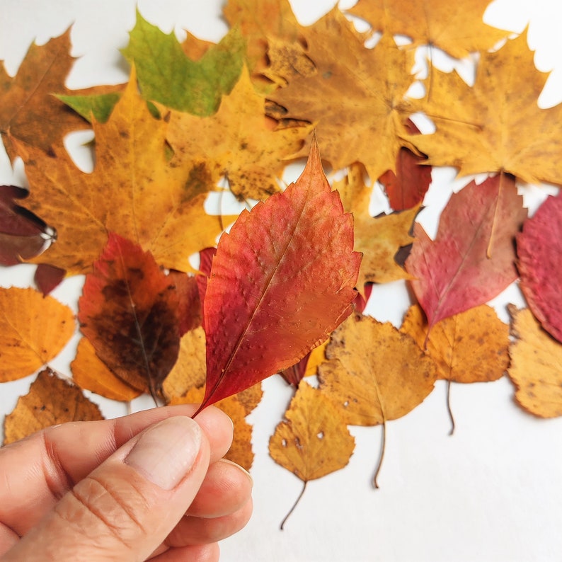 Fall Pressed Leaves. Dried Autumn Mixed Leaf. Fall decor.