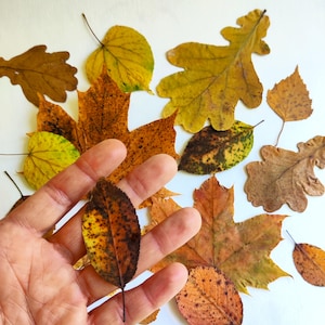 Peut inclure: Un ensemble de feuilles d'automne de formes et tailles variées, présentant une gamme de couleurs allant du jaune et de l'orange au marron. Les feuilles sont dispersées sur une surface blanche, avec une feuille tenue dans une main.
