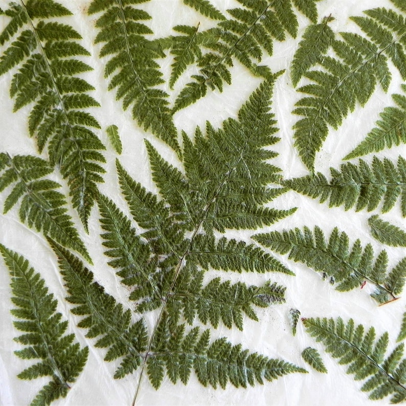 Handmade paper with real fern. Pressed fern decorative paper.