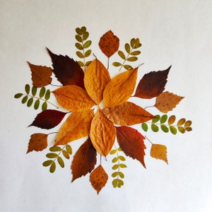 Foglie autunnali vere pressate, 24 unità di foglie secche autunnali, materiale botanico per artigianato e decorazioni