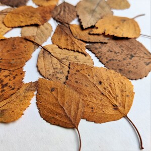 Autumn Leaves 30 Psc Dried Pressed Yellow Fall Birch Leaf Botanical ...