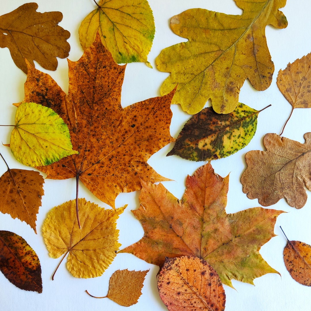 Autumn Leaves Set of 25 Dried Pressed Leaf Fall Natural Decorations - Etsy