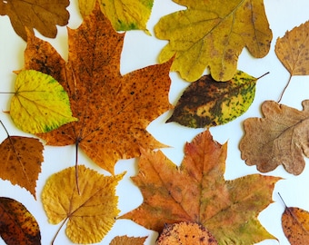 Autumn Leaves set of 25 Dried Pressed Leaf Fall Natural Decorations