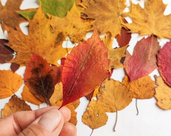 200 autumn leaves dried pressed colorful foliage fall decor gift