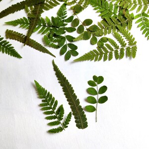 May include: Overhead shot of various green leaves, including ferns and small-leafed branches, scattered on a white surface. The leaves vary in shape and size, with a range of green hues, creating a natural, botanical theme.