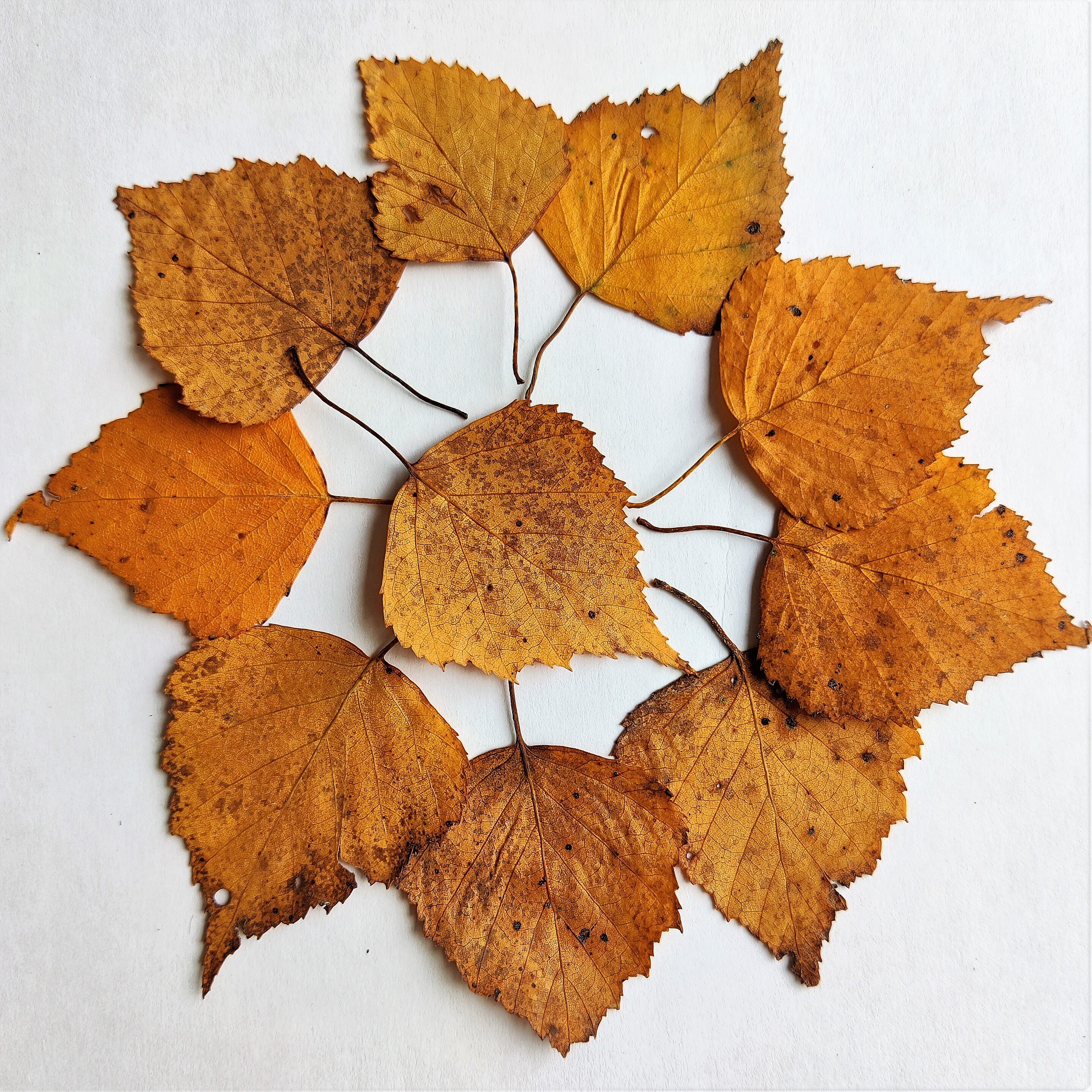 Autumn Leaves 30 Psc Dried Pressed Yellow Fall Birch Leaf Botanical ...