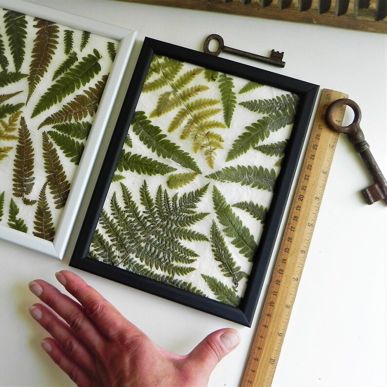 Real pressed fern wall decor set of 2 art in black and white Etsy