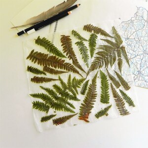 Handmade paper with real fern. Pressed fern decorative paper.