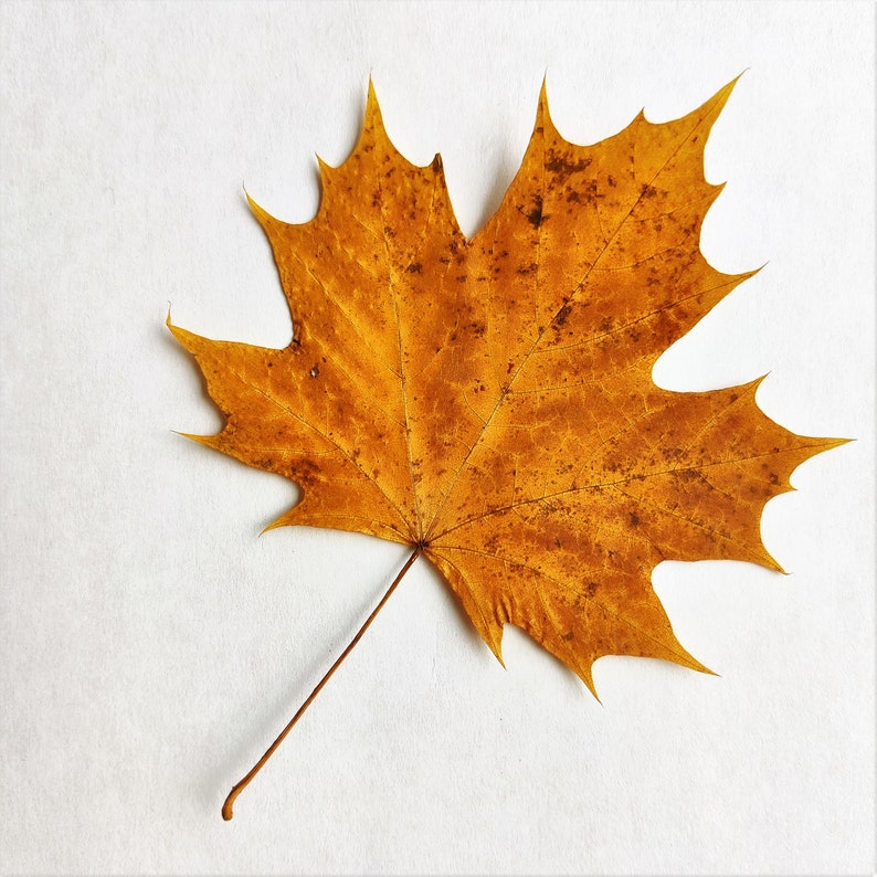 Fall Pressed Leaves. Dried Autumn Mixed Leaf. Fall decor.