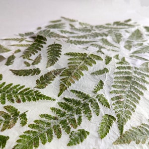 set of 10 handmade paper with real fern leaves image 7