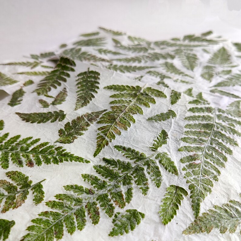 set of 10 handmade paper with real fern leaves image 7