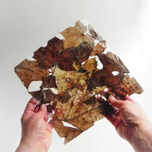 Op de afbeelding: Een vierkant, doorschijnend vel met een collage van geperste, gedroogde esdoornbladeren in verschillende tinten bruin, beige en diep amber. De bladeren zijn overlappend gerangschikt, wat zorgt voor een gestructureerde, organische weergave.