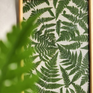 Pressed fern framed wall art decor Nature lover gift image 10