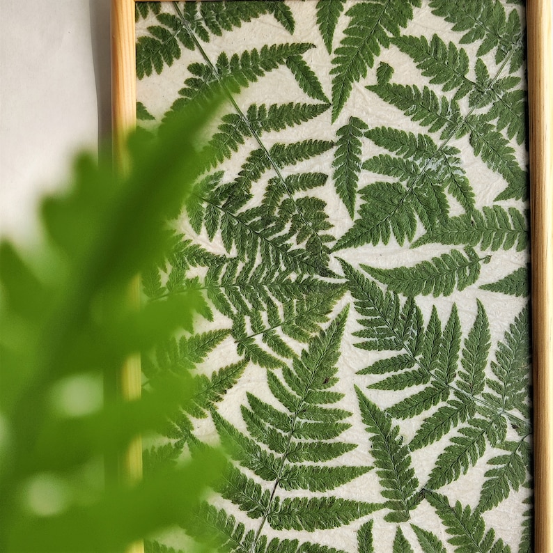 Pressed fern framed wall art decor Nature lover gift image 10