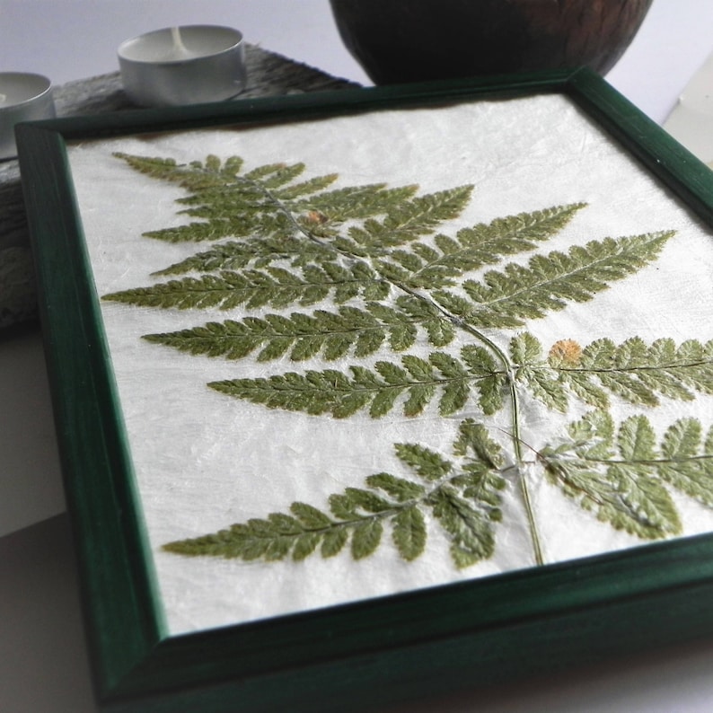 Framed plants fern art decor pressed fern art wall fern Etsy