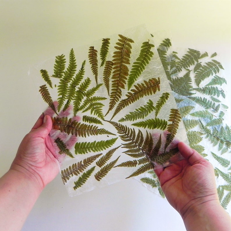 Handmade paper with real fern. Pressed fern decorative paper.