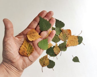 Real pressed birch leaves 30 psc, dried fall spring leaf decor