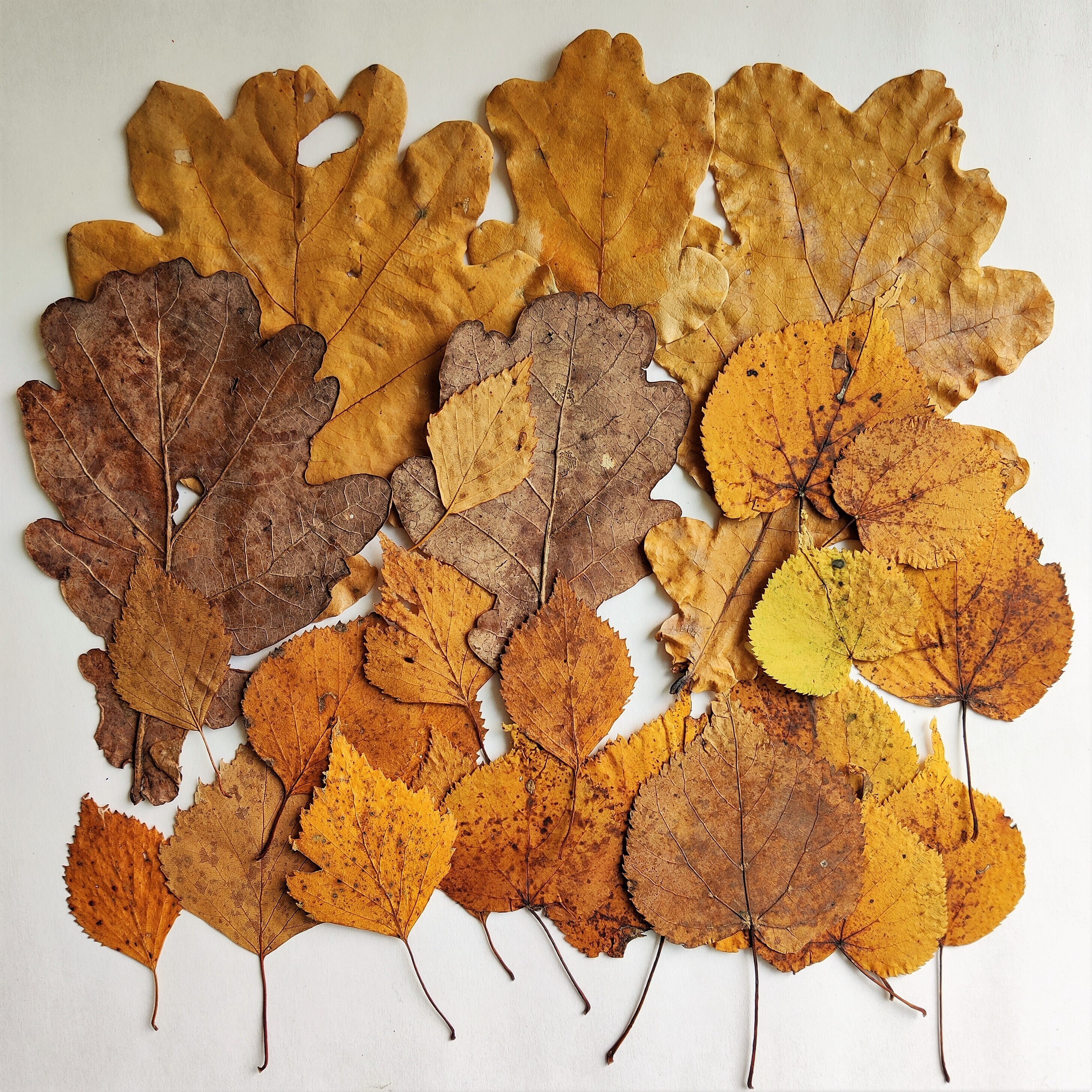 25 Dried Fall Leaves Pressed Brown Natural Decor - Etsy