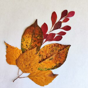 Pressed Autumn Leaf 50psc, Dried Natural Colorful Fall Decor - Etsy