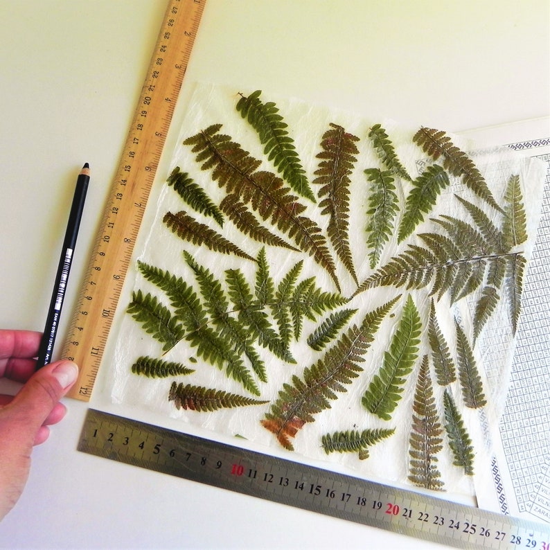 Handmade paper with real fern. Pressed fern decorative paper.
