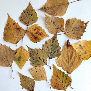 Autumn Leaves 30 psc Dried Pressed Yellow Fall Birch Leaf  Botanical Materials