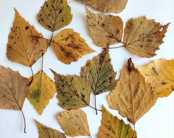 Herbstlaub 30 Stück getrocknete gepresste gelbe Herbstbirkenblatt botanische Materialien
