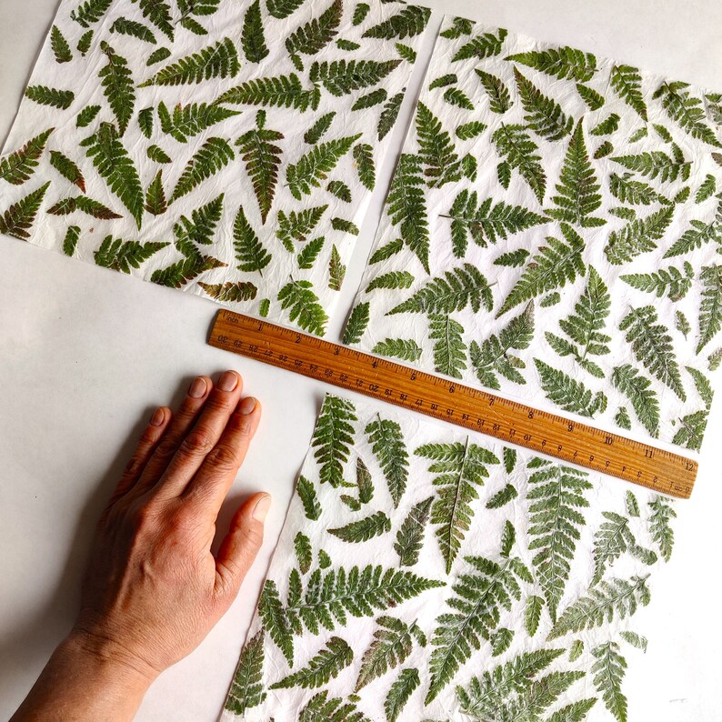 set of 10 handmade paper with real fern leaves image 6