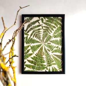 Pressed fern framed wall art decor Nature lover gift