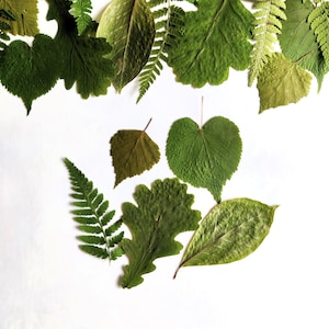 May include: A collection of pressed botanical specimens including various green leaves and fern fronds. The assortment features diverse shapes such as serrated, lobed, and heart-shaped foliage in shades of forest, olive, and lime green.