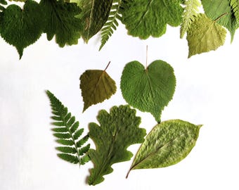 Hojas verdes secas (25 unidades), hojas prensadas auténticas, suministros naturales para manualidades