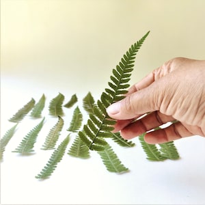 Real Dried Pressed Fern 25pcs Feather Green Leaf