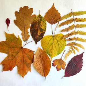 Dried Autumn Leaves 50psc Real Pressed Fall Leaf Natural Decor