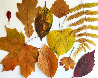 Dried Autumn Leaves 50psc Real Pressed Fall Leaf Natural Decor