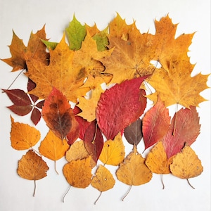 Geperste herfstbladeren, 24 stuks gedroogd gemengd herfstblad
