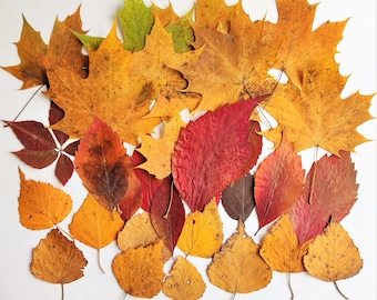 Gepresste Herbstblätter 24psc Getrocknete Herbstblätter