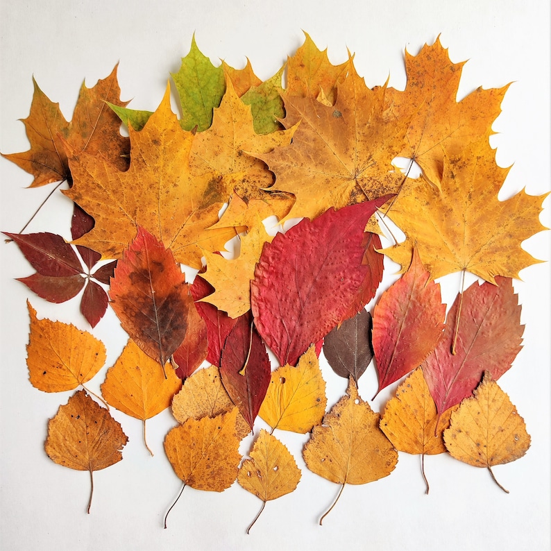 Fall Pressed Leaves. Dried Autumn Mixed Leaf. Fall decor.