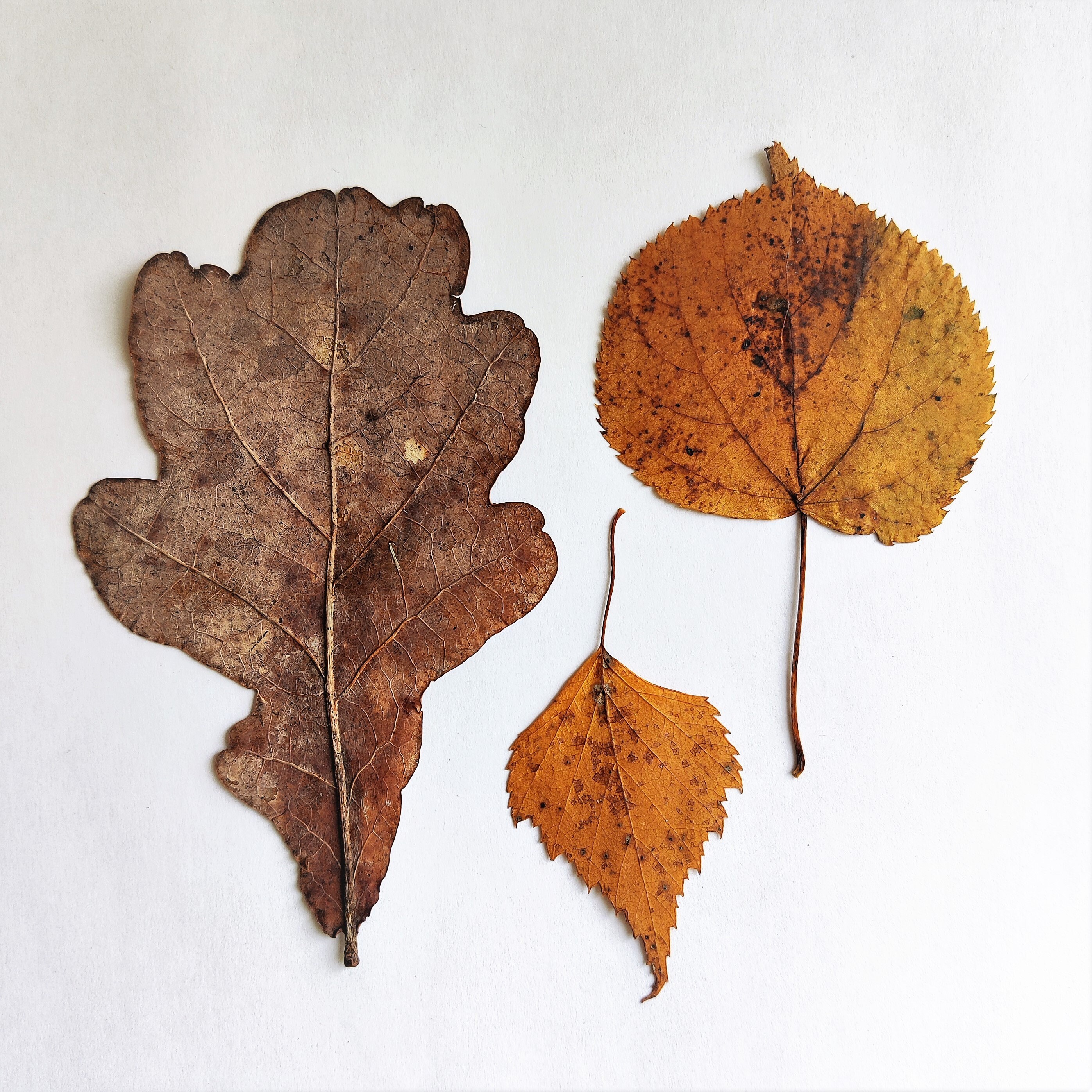 25 Dried Fall Leaves Pressed Brown Natural Decor - Etsy
