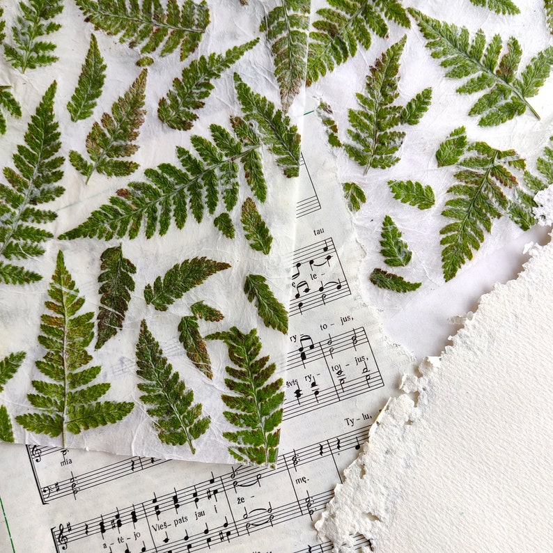 set of 10 handmade paper with real fern leaves image 5